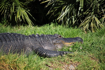Alligator laying in the sun on riverbank 