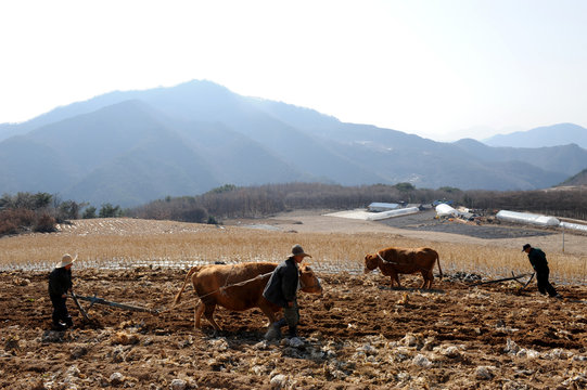 Plowing by a cow