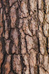 The bark of a tree