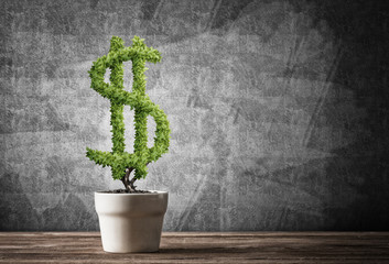Concept of investment income and growth with money tree in pot