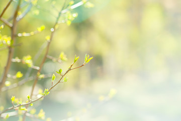 The small branch with leaves