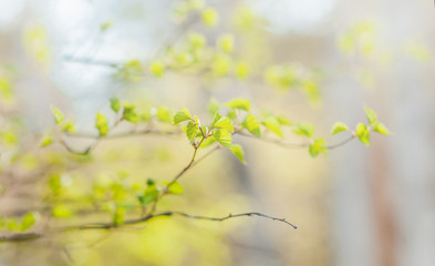 The small branch with leaves