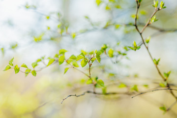 The small branch with leaves