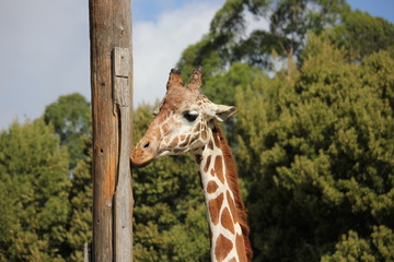 Close up of giraffe licking a pole