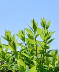 Obraz premium fresh green