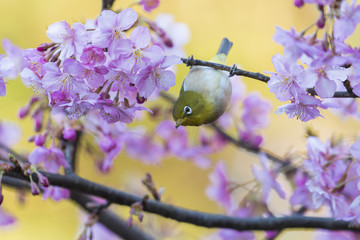 河津桜とメジロ(japanese white-eye)