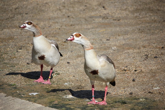Egyptian geese standing on the shore