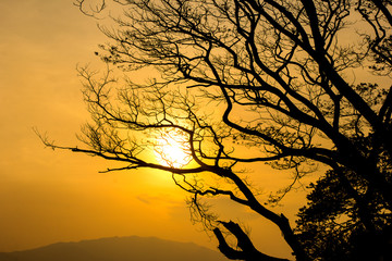 Sunset silhouette with tree.