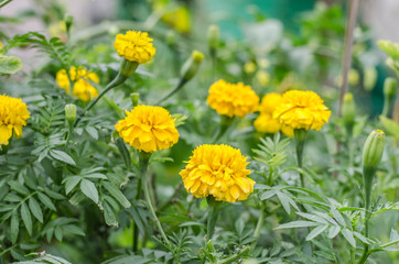 Marigold flowers in the garden near.
