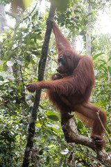 Naklejka premium Orangutan and Her Baby