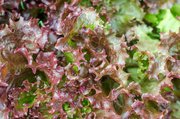 Purple Fresh Salad Vegetables close-up