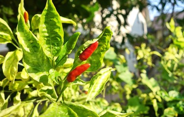 Spicy chili colorful planting in the garden.