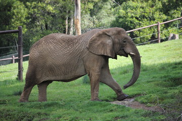 Fototapeta na wymiar Large African Elephant in the safety of an enclosure