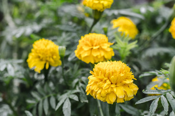 Marigold flowers in the garden near.