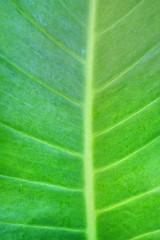 Texture of a green leaf.