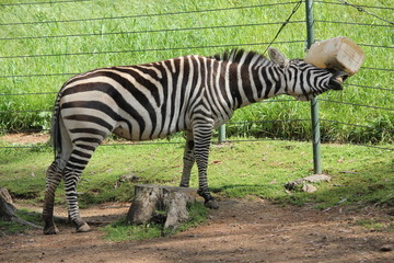 Fototapeta na wymiar Zebra eating from a feeder