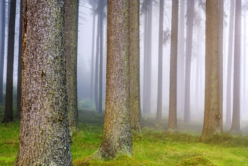 Nebel im Wald am Morgen