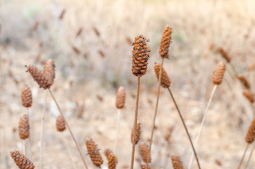 Xyridaceae In the drought season, Brown