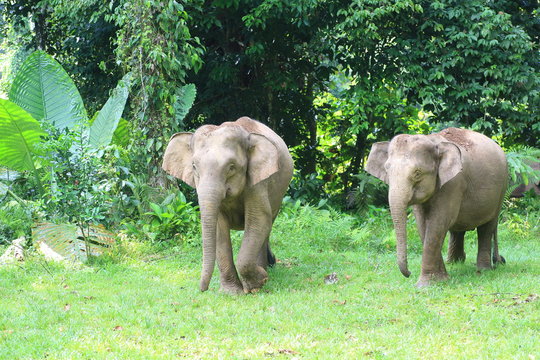 Borneo elephant (Elephas maximus borneensis) in Sabah, Borneo