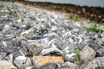 The road along the river has long stalks.