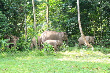 Fototapeta premium Borneo elephant (Elephas maximus borneensis) in Sabah, Borneo