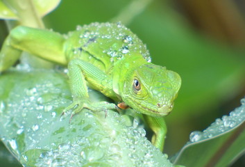 Iguana