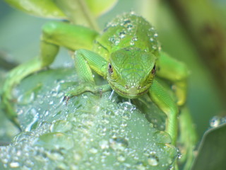 Iguana