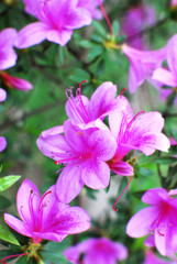 Pink azalea flowers. Tone effect.