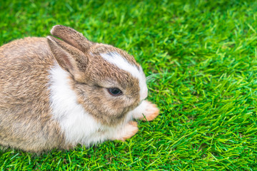 Rabbit on green grass for easter holiday
