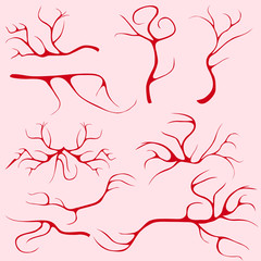 Blood vessels and capillaries