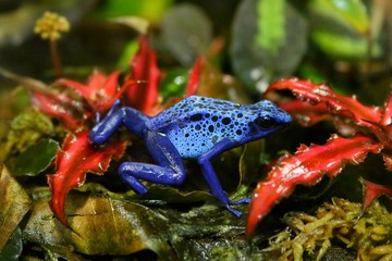 Blue poisonous dart frog 