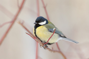Fototapeta premium titmouse on a branch closeup