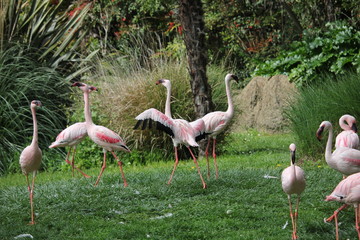 Group of flamingos in the grass