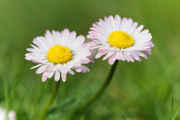 Daisy flowers on meadow. 