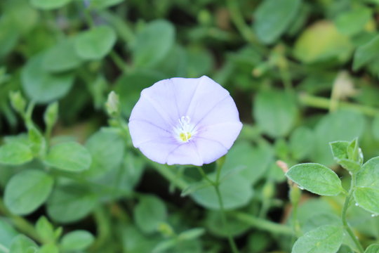 "Blue Rock Bindweed" flower (or Ground Morning Glory) in St. Gallen, Switzerland. Its Latin name is Convolvulus Sabatius (Syn Convolvulus Mauritanicus), native to North Africa.
