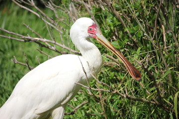 African spoonbill in the tall grass