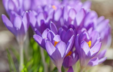 Beautiful violet crocuses flowers. Early spring close-up flowers with bright sunlight.