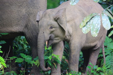 Fototapeta premium Borneo elephant (Elephas maximus borneensis) in Sabah, Borneo
