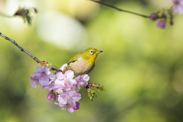 河津桜とメジロ(japanese white-eye)