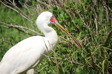 African spoonbill in the tall grass