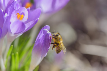 Bee picking pollen from crocus flower. Early spring close-up flowers and working honeybee. 