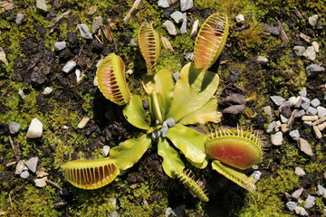 Carnivorous "Venus Flytrap" plant in St. Gallen, Switzerland. Its Latin name is Dionaea Muscipula (Syn Dionaea Crinita), native to Carolina, USA. © RukiMedia