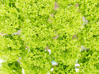 Vegetables hydroponics system in greenhouse, Green coral salad leaves