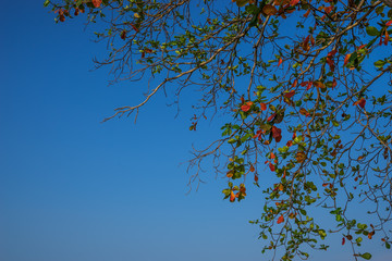 abstract sea almond on the blue sky - can use to display or montage on product