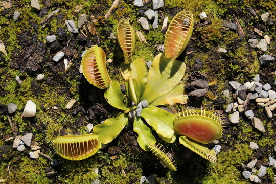 Carnivorous "Venus Flytrap" plant in St. Gallen, Switzerland. Its Latin name is Dionaea Muscipula (Syn Dionaea Crinita), native to Carolina, USA.