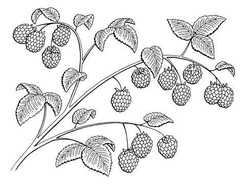 Raspberry graphic branch black white isolated sketch illustration vector