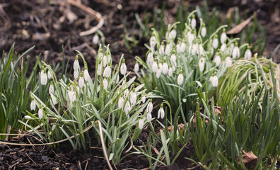 Snowdrops with flowers.