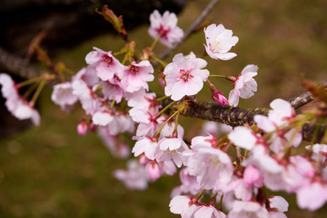 寒桜