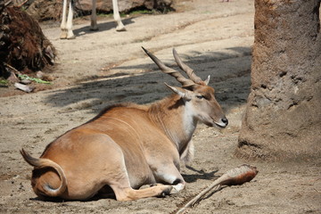 Common Eland laying by a tree