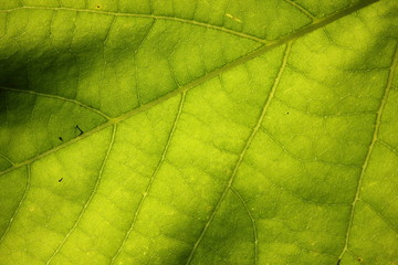 Fototapeta na wymiar Illuminated leaf texture